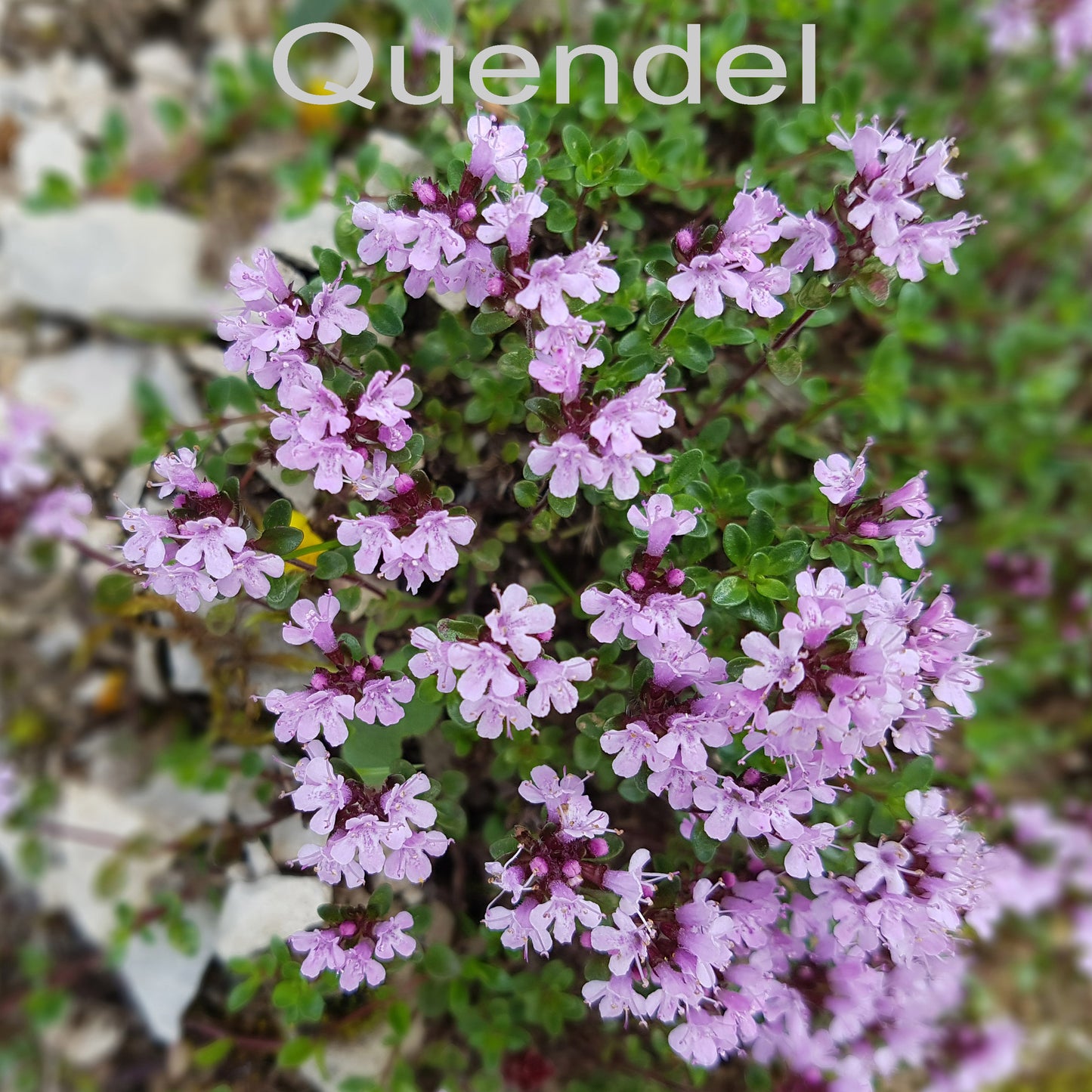 quendel-mit-schrift