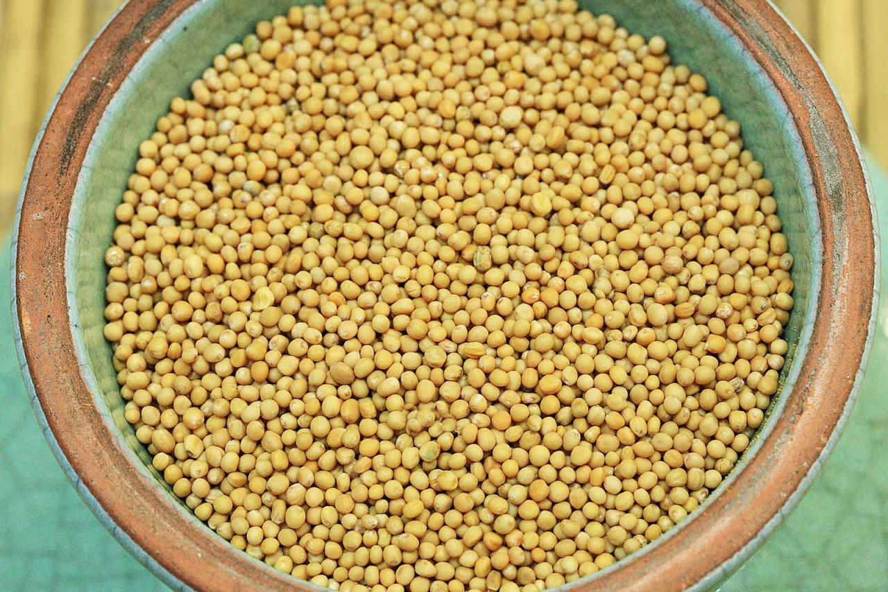 senfsaatgelbganz15912ebf14e9ea_1280x1280